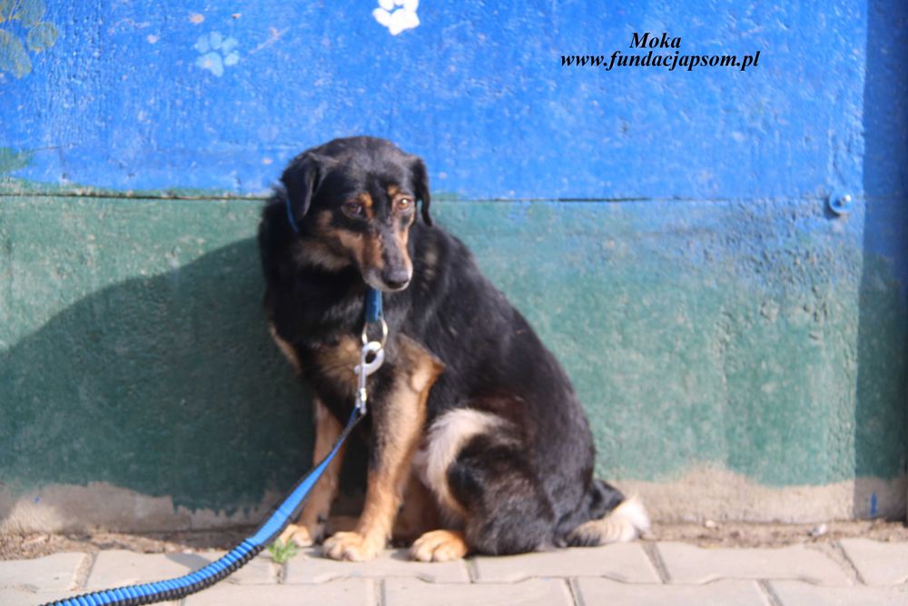 Moka szuka kochającego domu