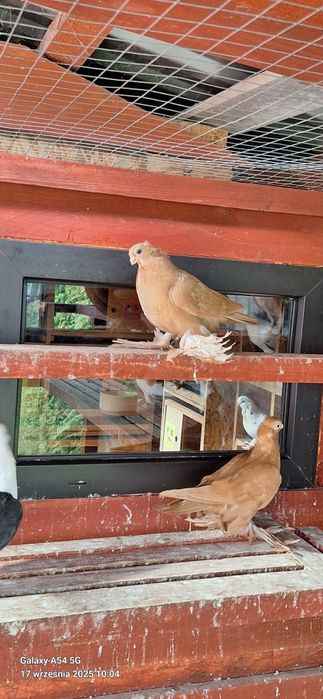 Wywrotek Mazurski żółta samiczka