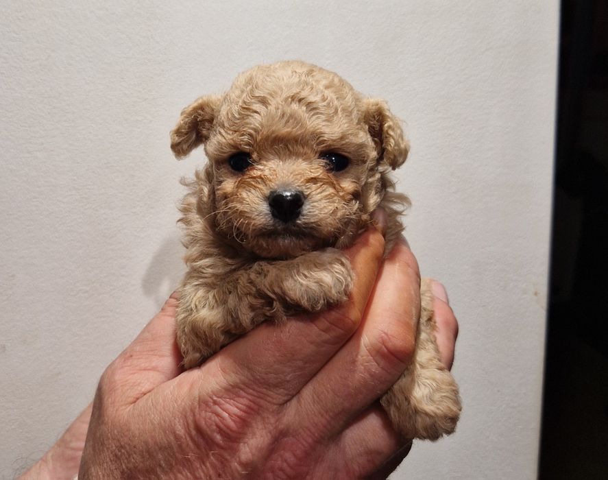 Малышка помапу в любящую семью