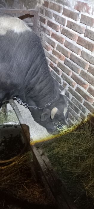 Продам бика живою вагою