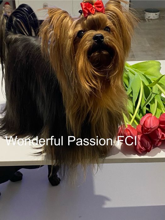 1,8kg dorosły piesek York yorkshire terrier FCI ZKwP. Po Championie PL