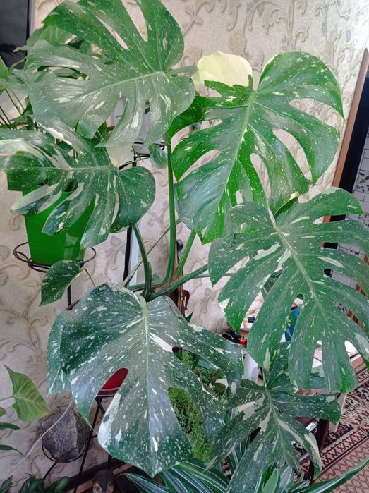 Монстера Тайское созвездие, Монстера Альба