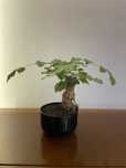 radermachera bonsai mini drzewko