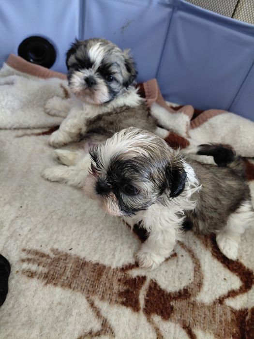 Shih tzu śliczna mini dziewczynka