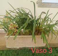 Vaso grande com 2 a 3 orquídeas diferentes