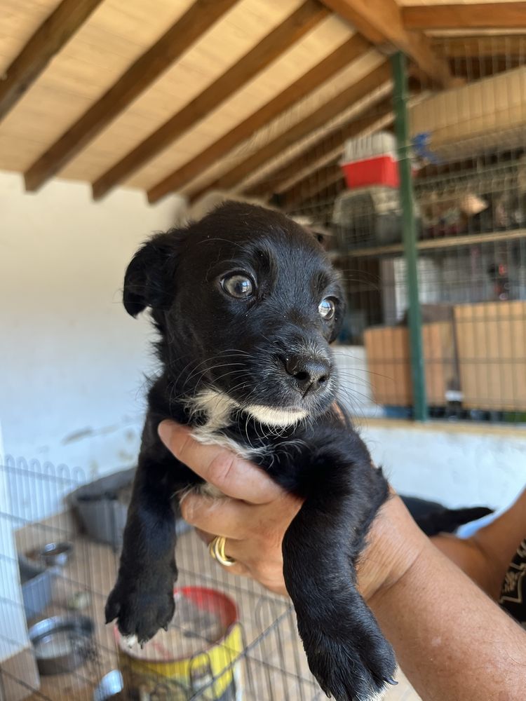 Nala- cachorrinha porte pequeno/médio