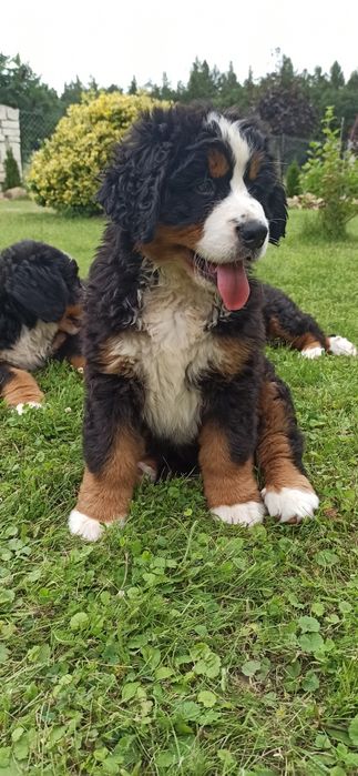 Berneński pies pasterski suczka