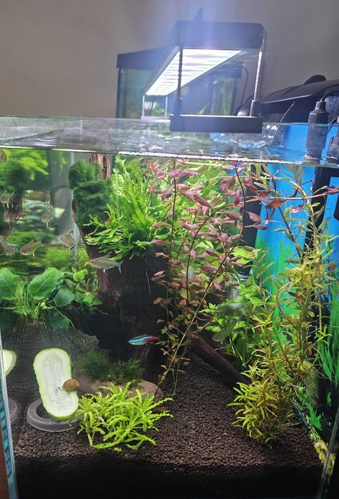 AKWARIUM 63l Optiwhite z życiem