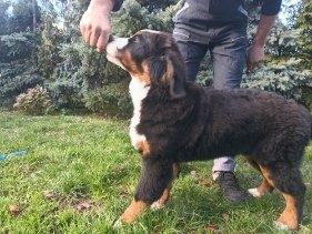 Berneński pies pasterski piesek