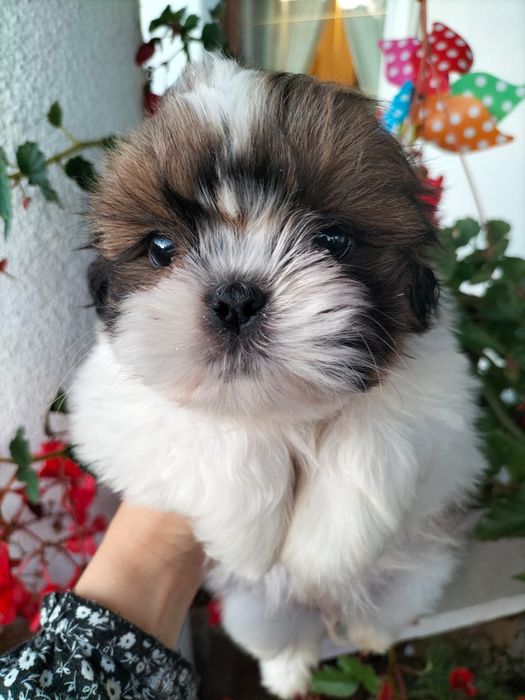 Chłopiec shih tzu