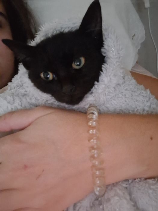 Gata bebé preta para adoção responsável