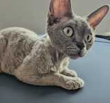 Zapowiedź miotu K, kociaki Devon Rex FPL międzynarodowe rodowody.