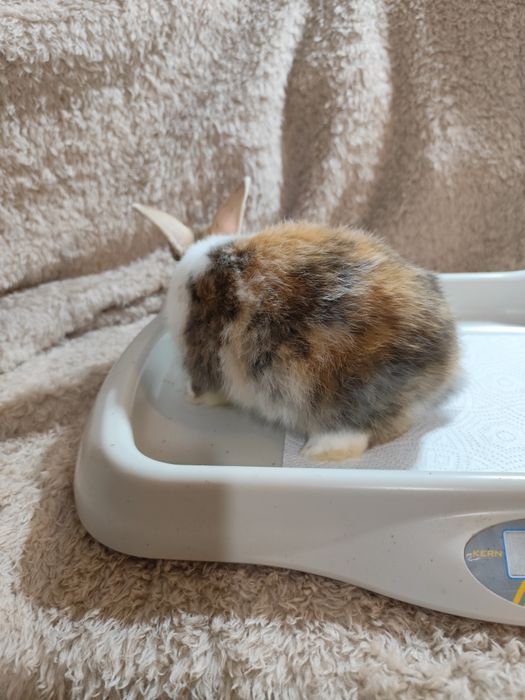 Coelho anão adoção gratuita