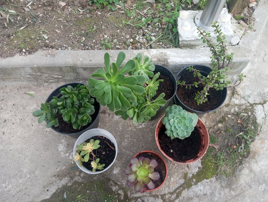 Morangueiros 10 pés Terra morangueiros socolentas Sardinheiras