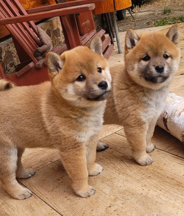 Shiba inu szczenię