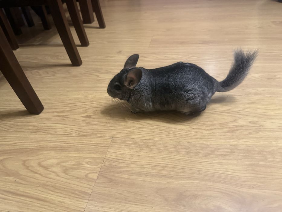 Dwie szynszyle z wolierą- samiczki