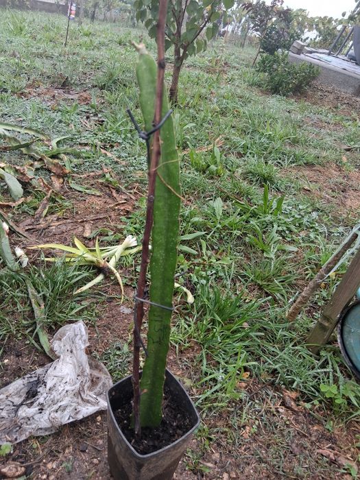 Pitaya isis com raiz