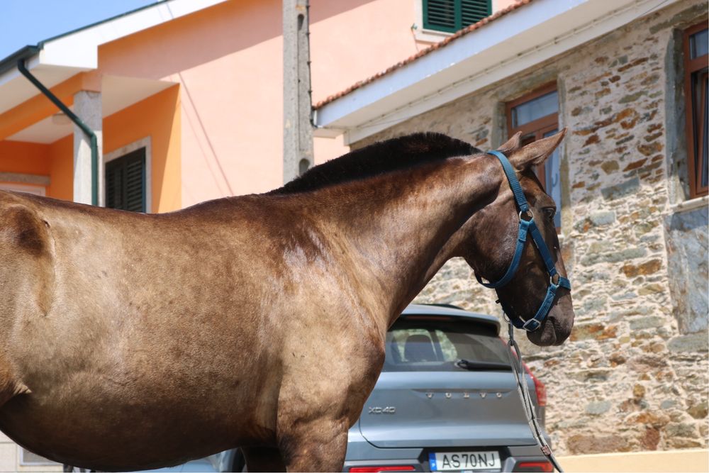 Poldra lusitana preta 1 ano