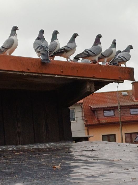 Czajka wiedeńska likwidacja hodowli