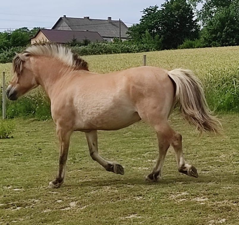 Sprzedam klacz źrebną rasy fiord