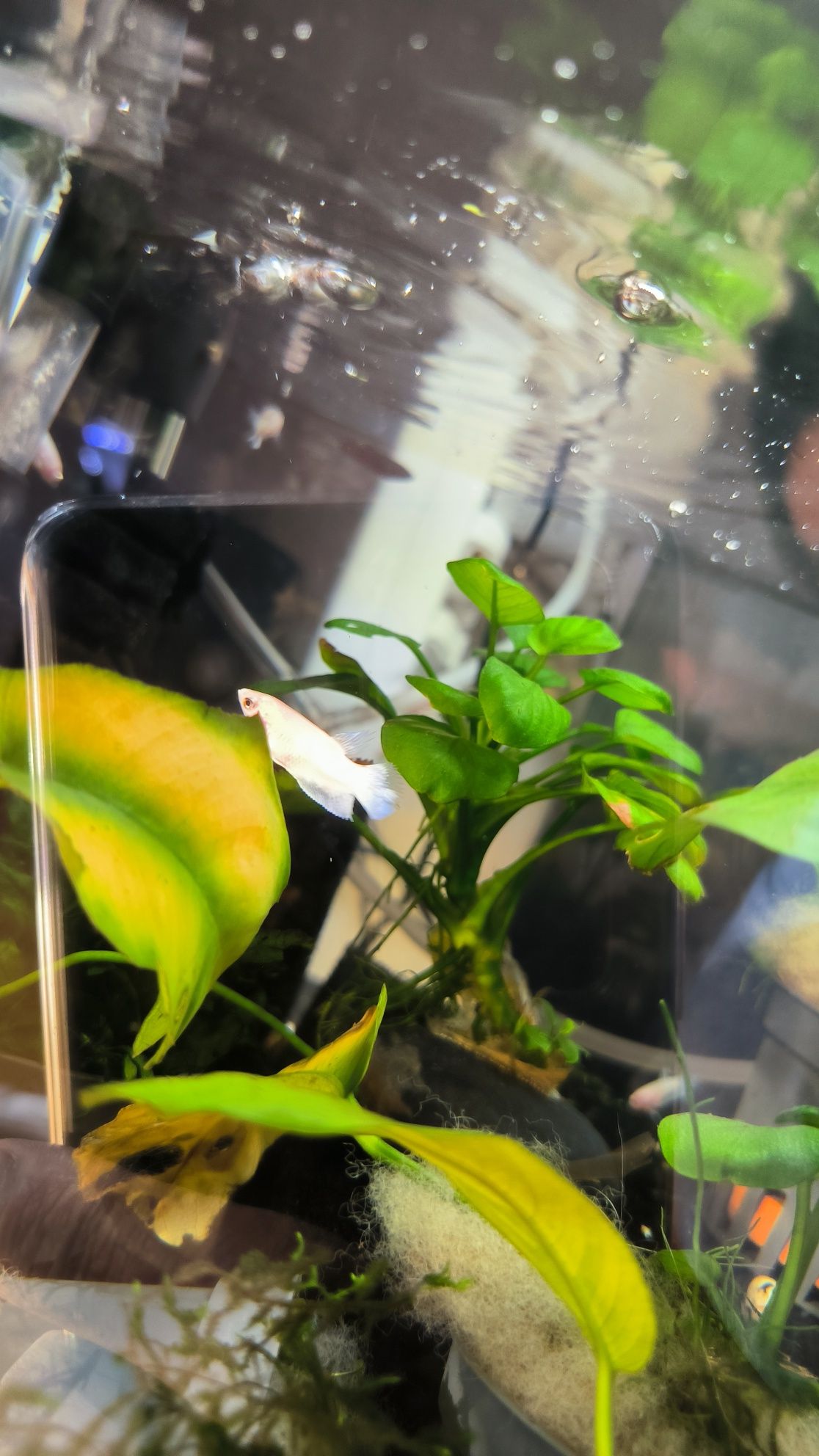 Peixe betta fêmea