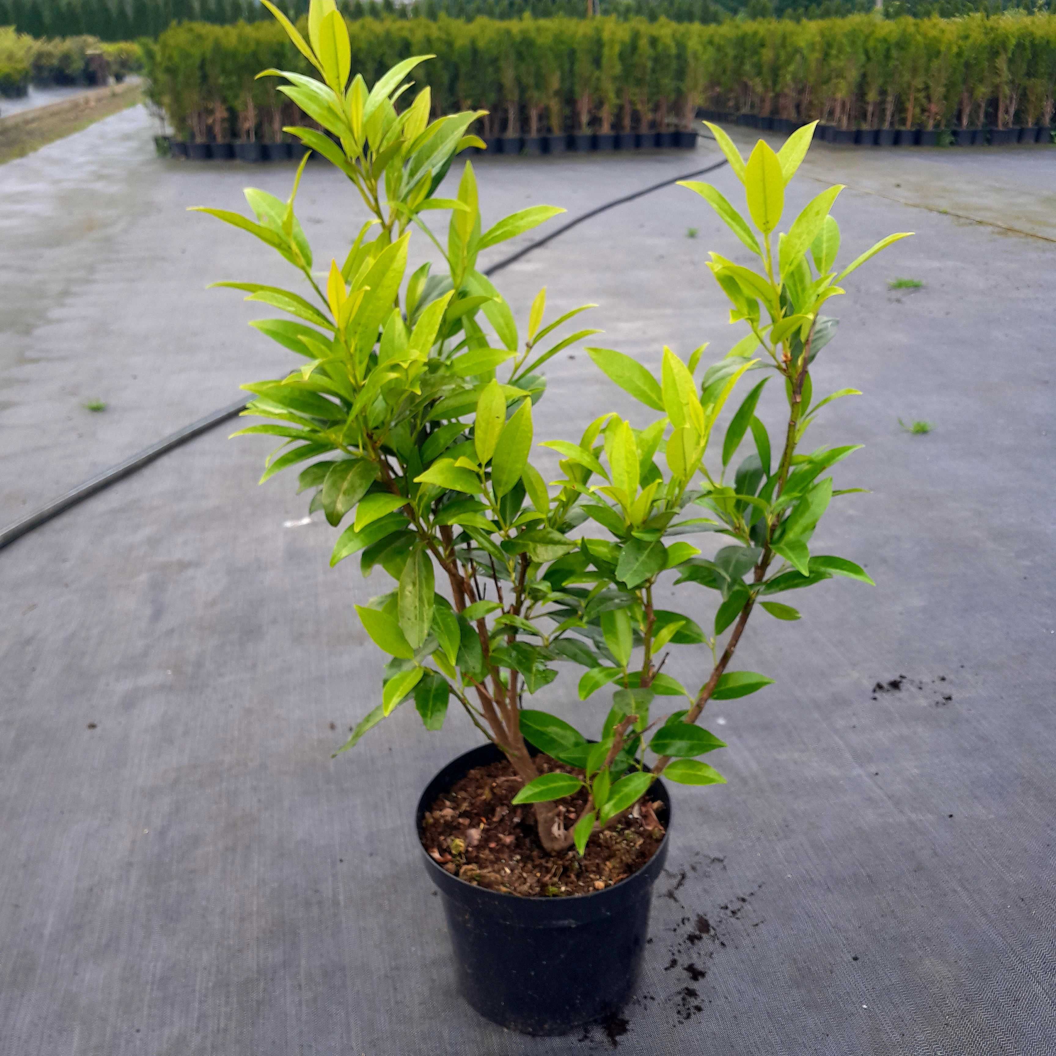 Laurowiśnia Caucasica sadzonki 5l