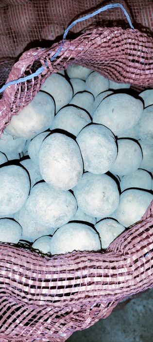 Ziemniaki vineta wielkość sadzeniaka