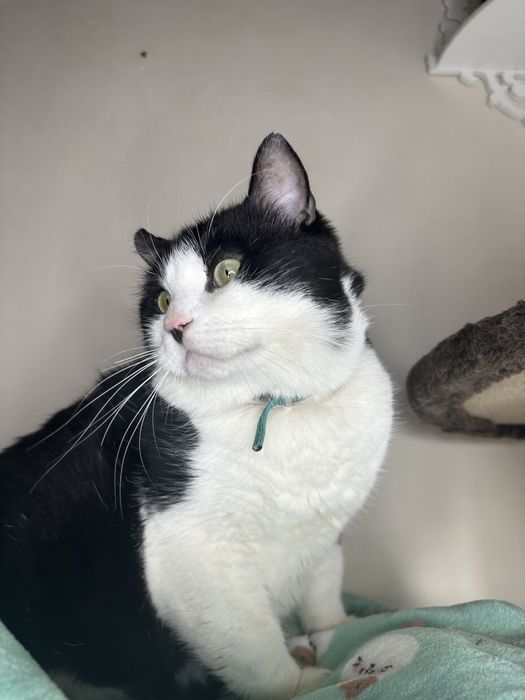 Боренька очень ищет любящую семью