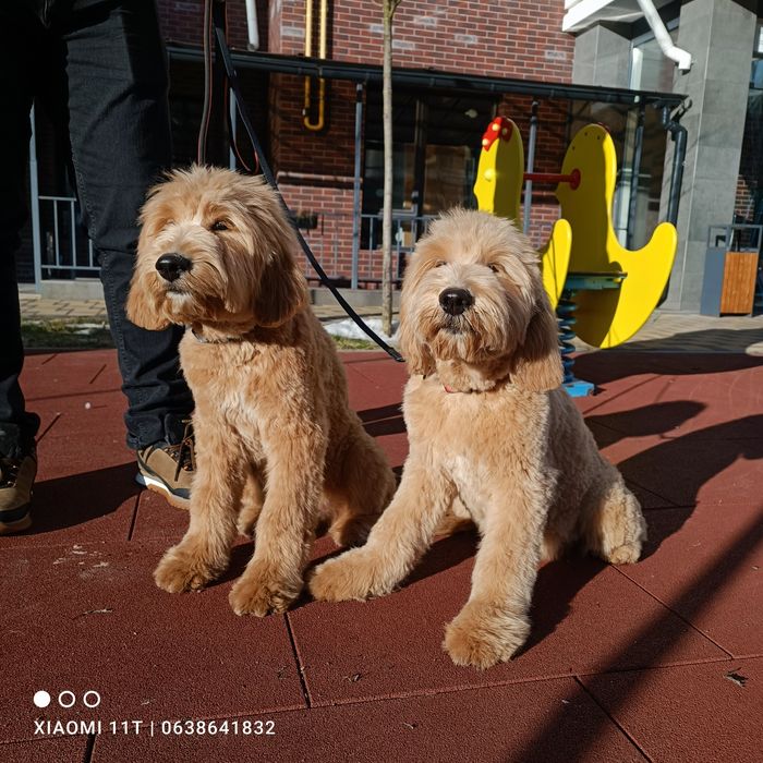 Шикарні малюки goldendoodle (лабрадудль) Київ