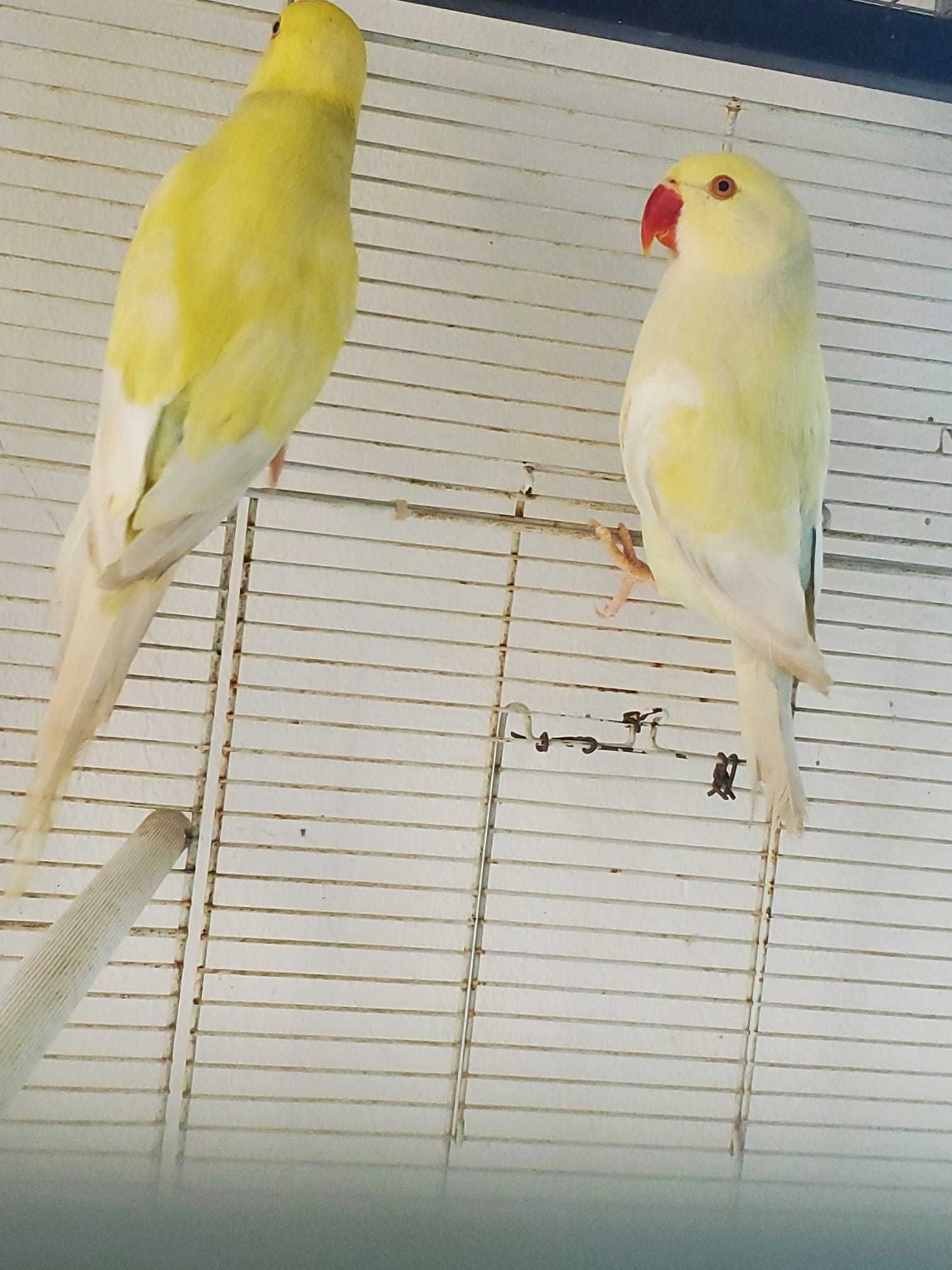 Ringneck muito bonitos casail já feito pronto a criar!