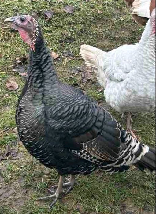 Продам індиків різних