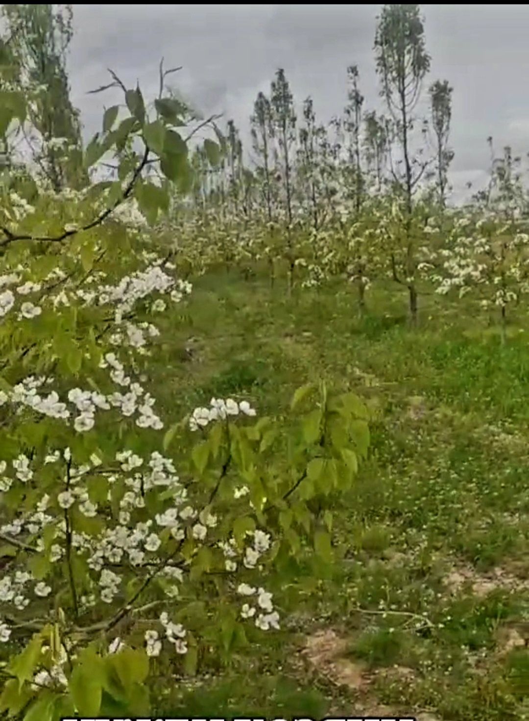 Продам ділянку сад груші