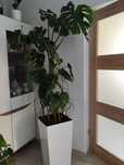 Monstera  duży kwiat