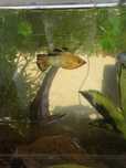 Mollies/ Platties