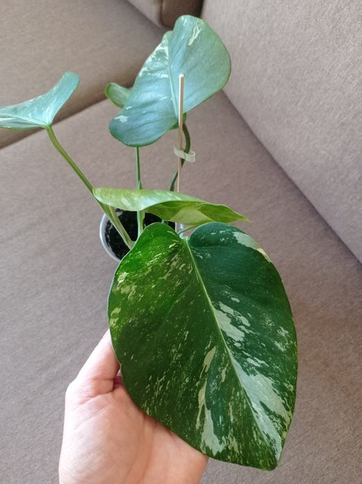 Монстера альба, варієгатна