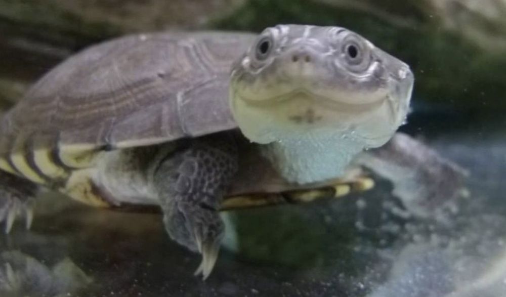 Żółw bokoszyjny Kraków