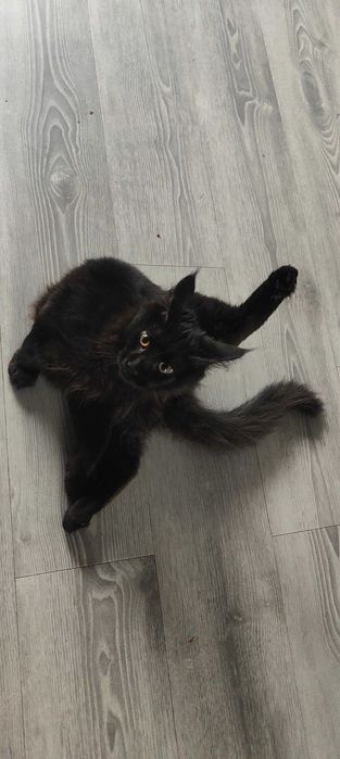 Maine Coon kocurek