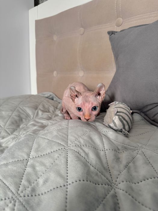 Канадський сфінкс,ельф дівчинка