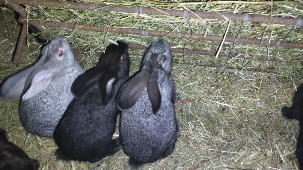 Продаются кролики