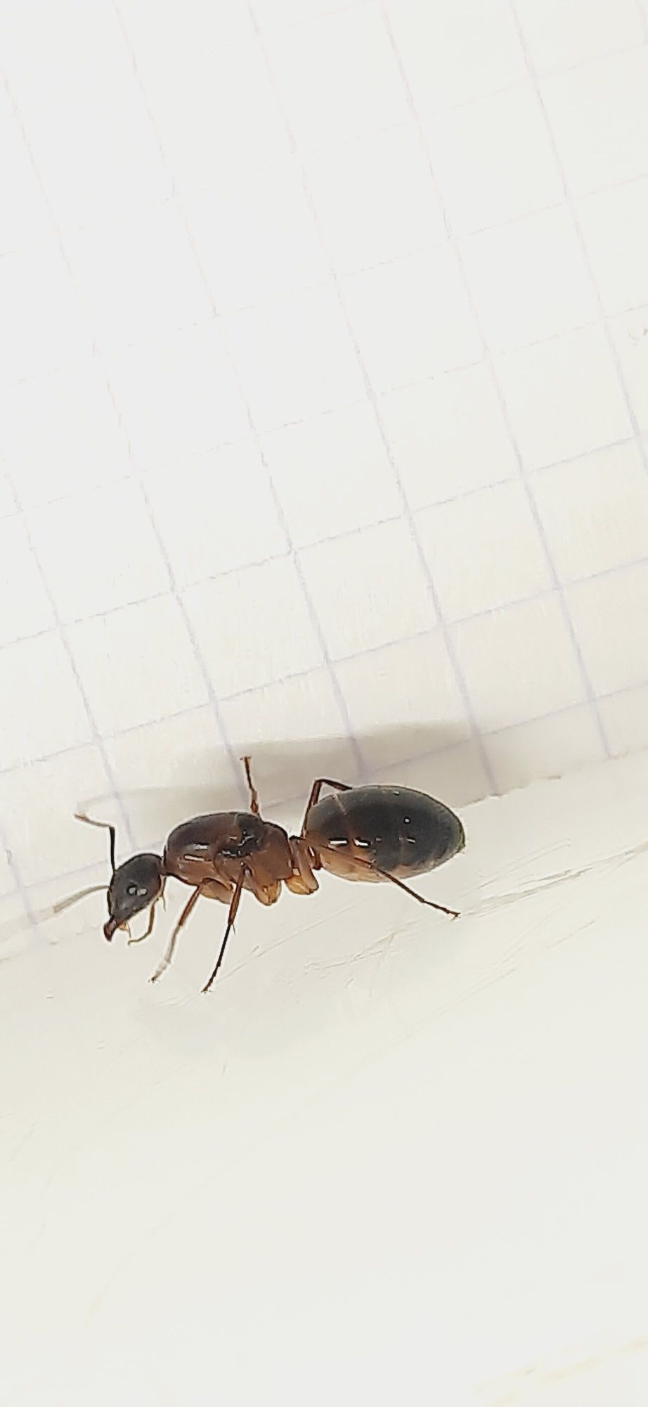 Egzotyk Camponotus pilicornis mała kolonia