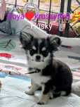 Chihuahua FCI.Kruszynka GOYA. Mini laleczka