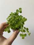 Pilea depressa roślina do terrarium
