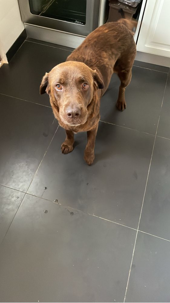 Da-se cadela labradora