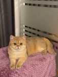 Плюшевый котик золотая шиншилла
