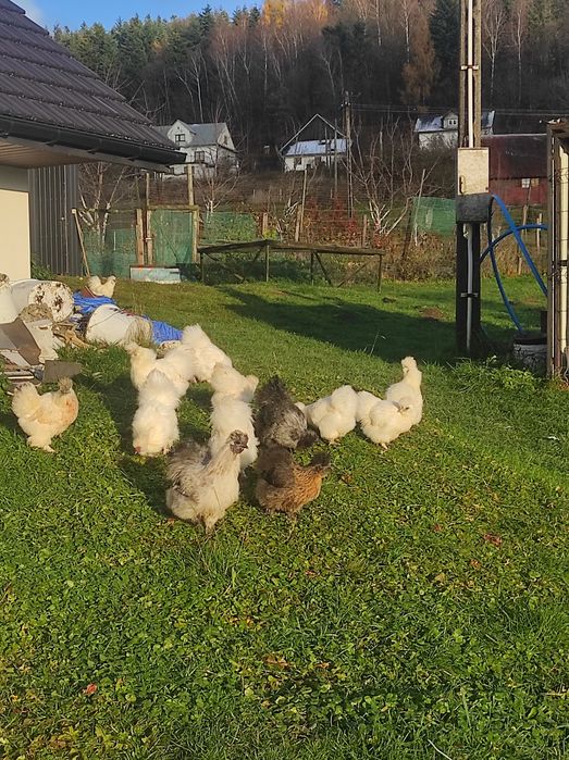 Silki USA 7-miesięczne