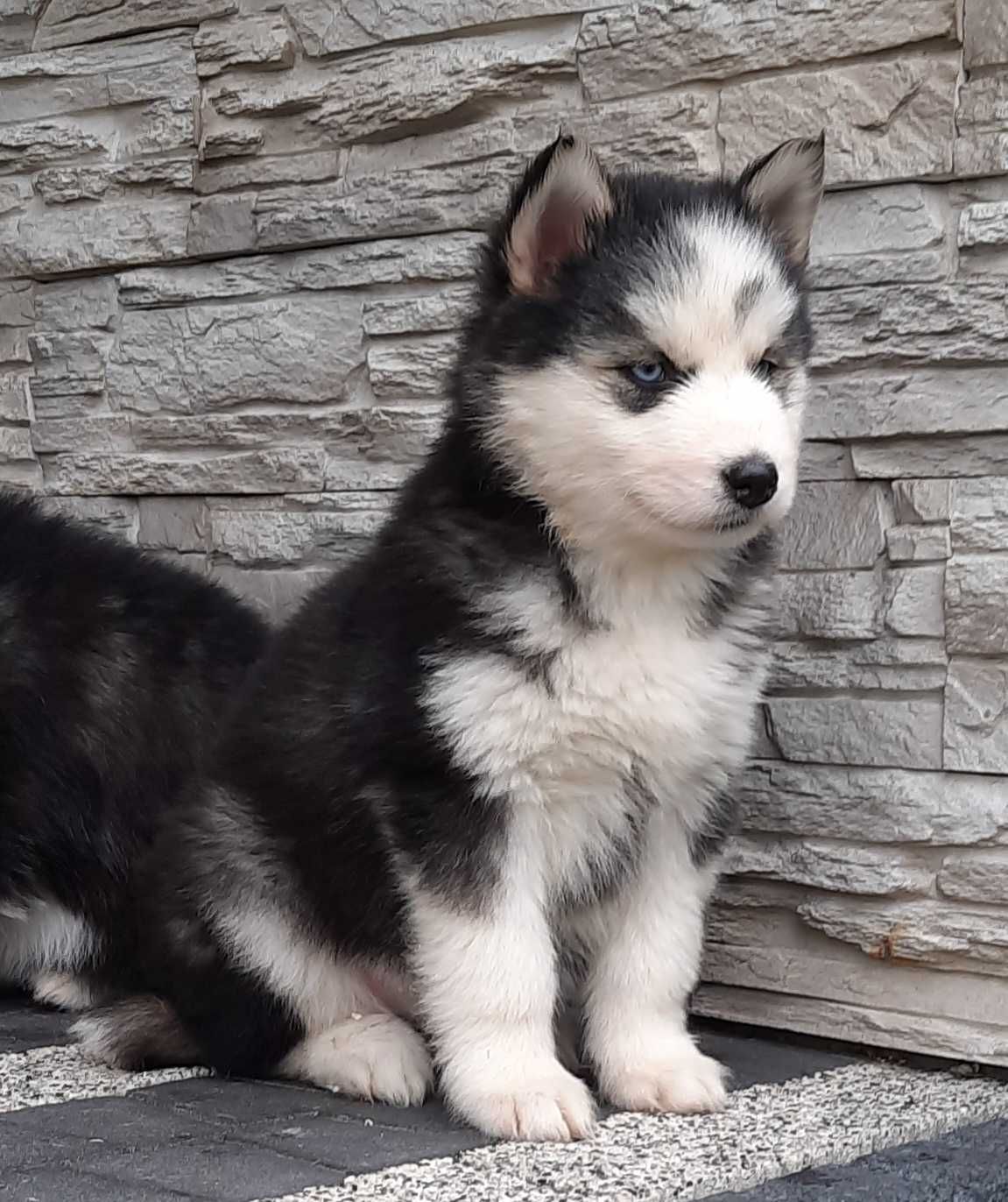 Siberian husky szczeniak