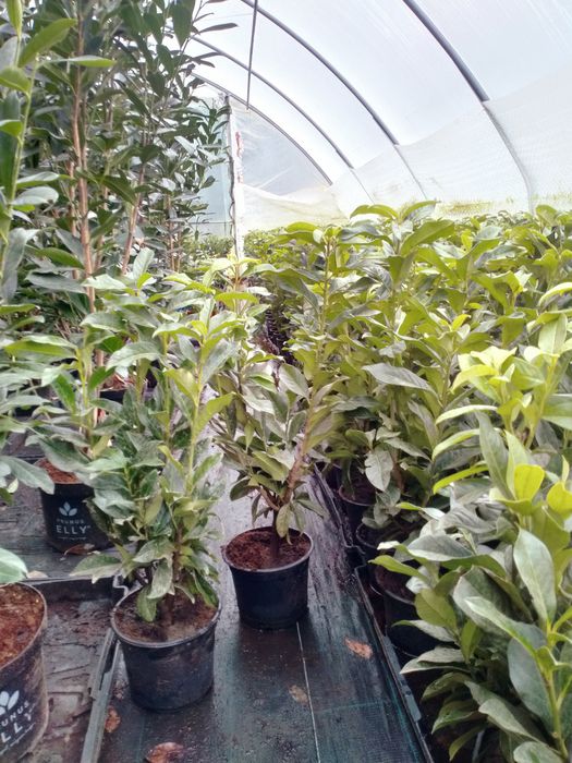 Laurowiśnia odmiana Elly