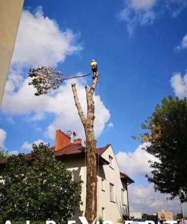 Wycinka wycinanie wycięcie drzew metodą ALPINISTYCZNĄ ALPINISTYCZNIE