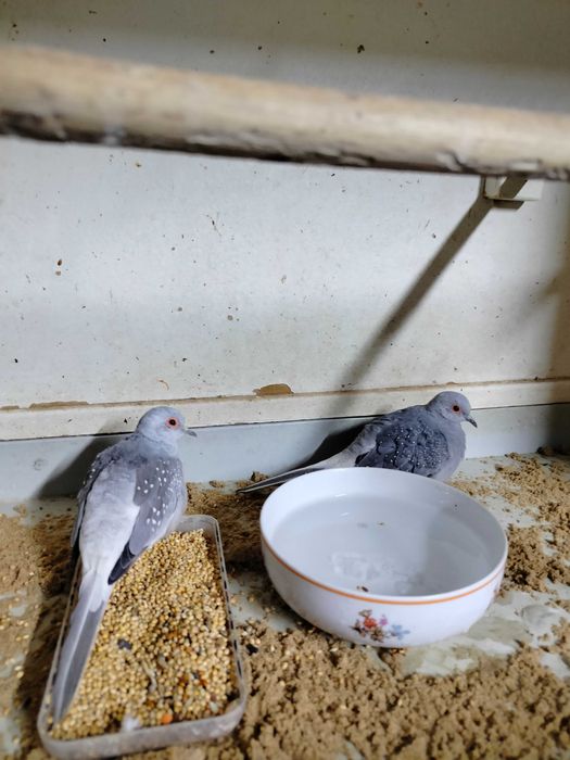 Gołąbek diamentowy