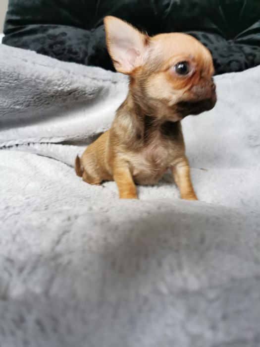 GOTOWA DO ODBIORU Lalunia Malunia dziewczynka chihuahua CUDO